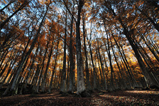 Rusty Forest - Monte Amiata