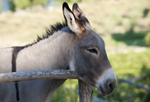 Local Donkey